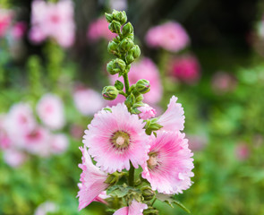 pink and white hollyhock flower