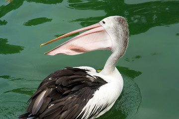 Pelican swimming on lake