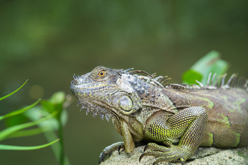 Iguana, an endangered species of lizard. Portrait of green iguana
