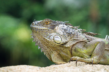 Iguana, an endangered species of lizard. Portrait of green iguana