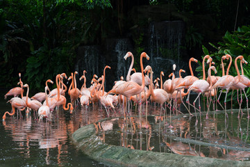 Fototapeta premium Pink flamingos in Singapore