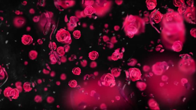 Valentinstag fallende Rosen hinter einer Glasscheibe mit Wassertropfen