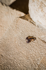 Scorpion dans l'Abbaye de Montmajour près d'Arles