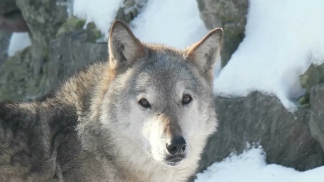 gray wolf, close-up