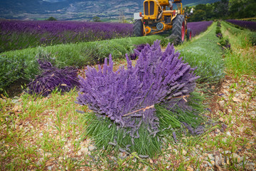 Tractor harvesting field of lavender, Rhone-Alpes, France