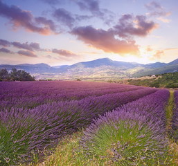 Naklejka na ściany i meble Summer sunset landscape with lavender field
