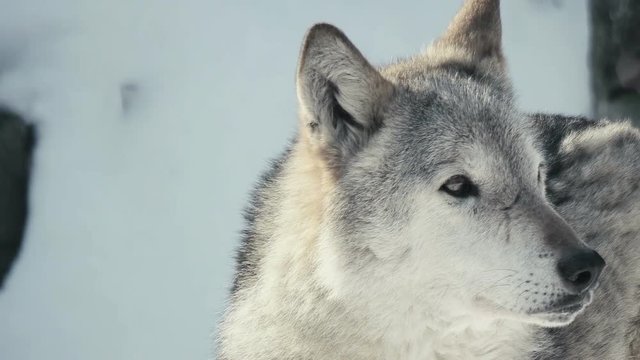 gray wolf staring, close-up