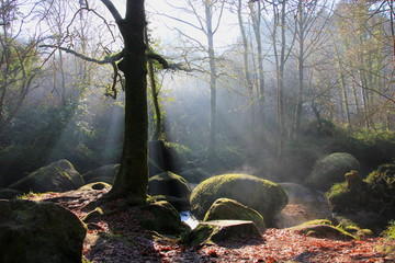 Tree in the sun light in a magic forest