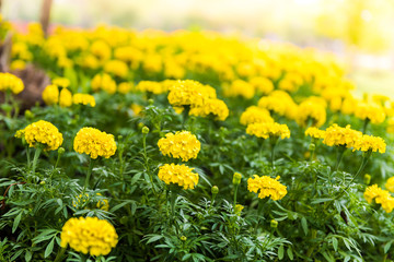Marigold in the garden Thailand