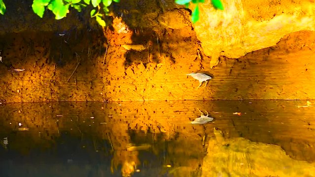 Sailing with a pirogue on indian river, Goa, India