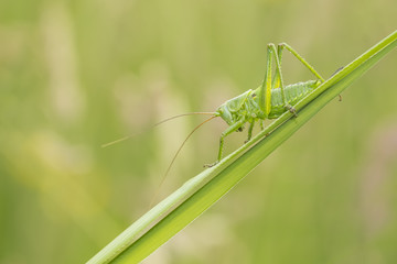 Great Green Bush-cricket, Tettigonia viridissima
