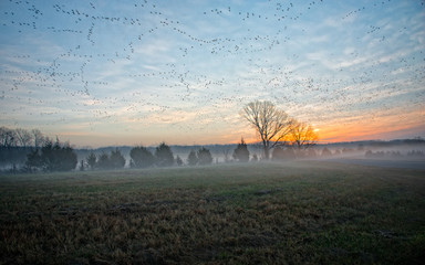 Sunrise near Jonesboro, Arkansas with low fog and flocks of geese 