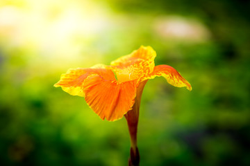 Fototapeta na wymiar beautiful orange Yellow canna Lily