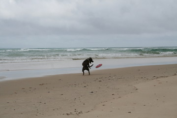 Dog playing on the beach