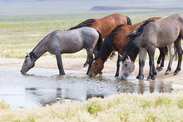 Fototapeta premium Wild Mustangs in the Great Basin Desert of Utah 