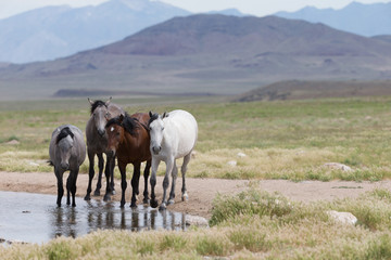 Naklejka na ściany i meble Wild Mustangs in the Great Basin Desert of Utah 