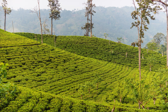 Sri Lanka: highland Ceylon tea fields in Ella
