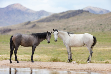 Wild Mustangs in the Great Basin Desert of Utah	