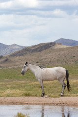 Wild Mustangs in the Great Basin Desert of Utah	