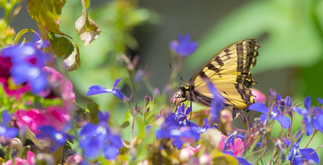 Battered & torn Eastern Tiger Swallowtail - (Papilio glaucus) with bright yellow & black but damaged wings, appears no less for the wear as it flits from flower to flower collecting nectar.