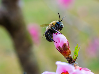 Pollen covered bumble be in the fruit tree orchard.  Springtime sunshine on pink blossoms with a bee busy pollinating the flowers.