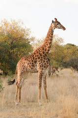 Naklejka na ściany i meble Giraffe in the bushveld of South Africa