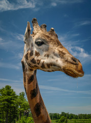 Giraffe portrait