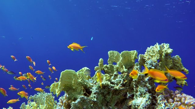 Diving. Tropical fish and coral reef. Underwater life in the ocean. 

