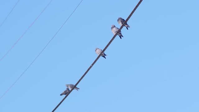 Pigeon Birds Sitting on a Wire Coming and Going