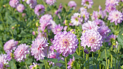 Dahlien, Dahlias