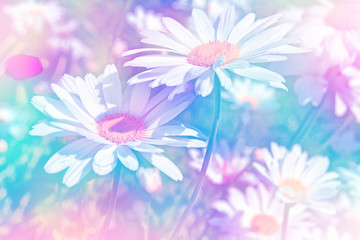 White bright daisy flowers on a background of the summer landsca