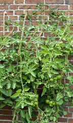 Grüne, unreife Tomaten am Strauch, Tomatenpflanze, Freilandanbau, Solanum lycopersicum 