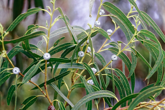 Eukalyptus  - Eucalyptus globulus LABILl -Australien