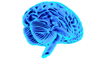 Human brain 3D render