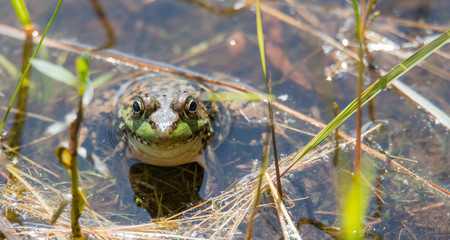 Springtime, big green bullfrog partially submerged in a pond waiting patiently for prey.   Blood sucking insects take advantage of the still animal, their tiny bodies swollen with a blood meal. 
