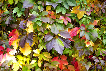 Ivy in Fall