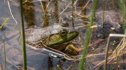 Springtime, big green bullfrog partially submerged in a pond waiting patiently for prey.   Blood sucking insects take advantage of the still animal, their tiny bodies swollen with a blood meal.  - 133952920