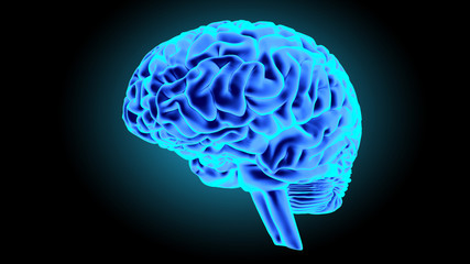 Human brain 3D render