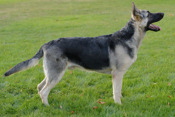 Naklejka na ściany i meble Young silver Shepherd dog walking on the grass