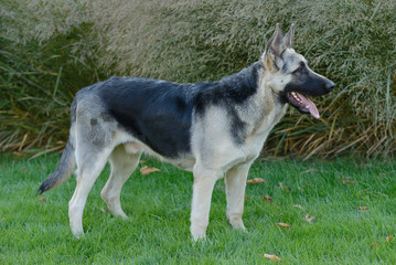 Young silver Shepherd dog walking on the grass