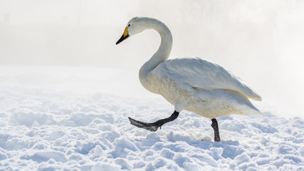 snow swan