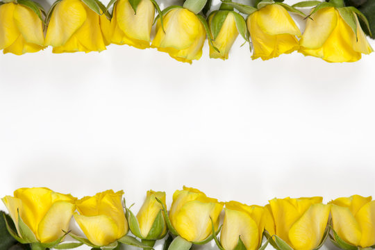 White frame with yellow rose on white background