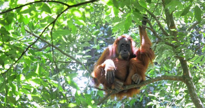 Large wild female orangutan on tree in Sumatra forest. 4K wildlife nature video