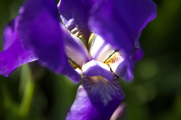 Iris