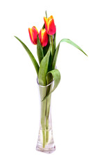 red tulips are associated with love, Valentine's day and spring