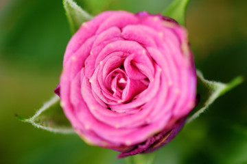 Beautiful pink rose close up