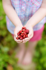 Close-up of childs hands holding fresh wild strawberries picked at organic farm