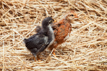 hen Little chicken in dry straw and hay.