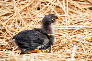 hen Little chicken in dry straw and hay.
