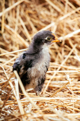 hen Little chicken in dry straw and hay.